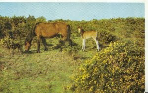 Hampshire Postcard - New Forest Ponies - Ref TZ7678