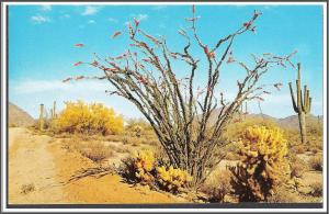 Arizona The Desert in Bloom - [AZ-039]