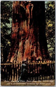 Giant Big Tree Grove Santa Cruz California CA 300 Feet High Attraction Postcard