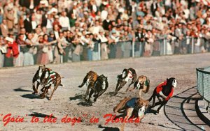Dog Racing in Florida BIN