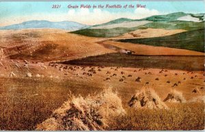 Grain Fields Foothills of the West Golden Hills Cows California Postcard 1912