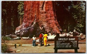 Postcard - Grizzly Giant At Yosemite National Park - Fish Camp, California