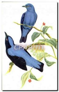 Old Postcard Blue Bird bird bird fees