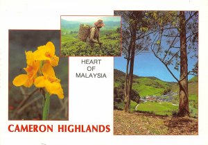 us7154 heart of malaysia cameron highlands