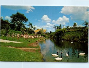 M-82022 Black-Necked Swans & Flamingo at Busch Gardens Tampa Florida USA