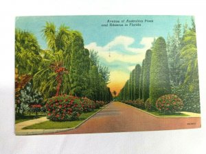 Avenue of Australian Pines & Hibiscus in Florida, Vintage Postcard