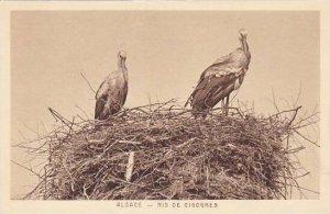 France Alsace Nid De Cigognes Storks