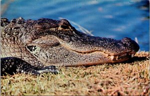 Alligator Everglades National Park Florida
