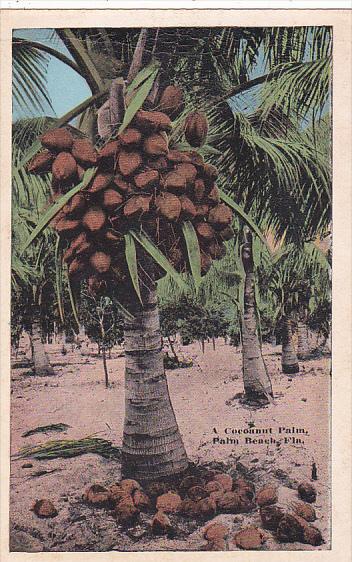 Florida Palm Beach A Coconnut Palm