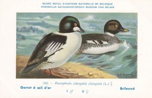 Common Goldeneye Bucephala Clangula WW2 Bird Rare Postcard