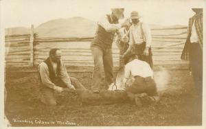 c1910s RPPC Postcard Cowboys Branding Calves in Montana, Holmboe & White Photo