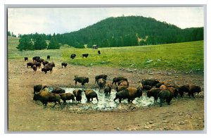 Postcard SD Buffalo Herd Custer State Park South Dakota Vtg. Standard View Card