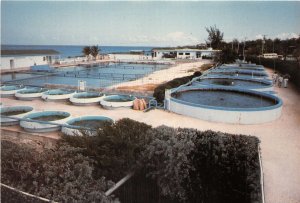 us8049 cayman turtle farm  cayman islands Caribbean Sea