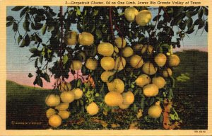 Texas Lower Rio Grande Valley Graapefruit Cluster Curteich
