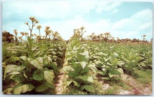 Postcard - Tobacco-Land, U.S.A.