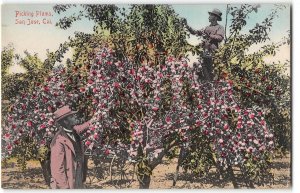 Picking Plums SAN JOSE, CA Farming Hand-Colored 1910s Vintage Postcard