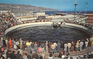 Porpoise Feeding Time Marineland of the Pacific Rancho Palos Verdes California  