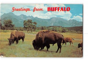 Buffalo New York NY Postcard 1966 Buffalo Grazing Greetings