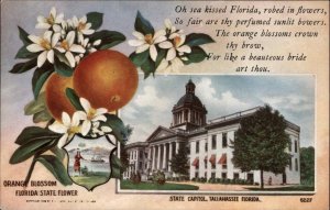 Tallahassee Florida FL State Capital 1900s-1910s Postcard