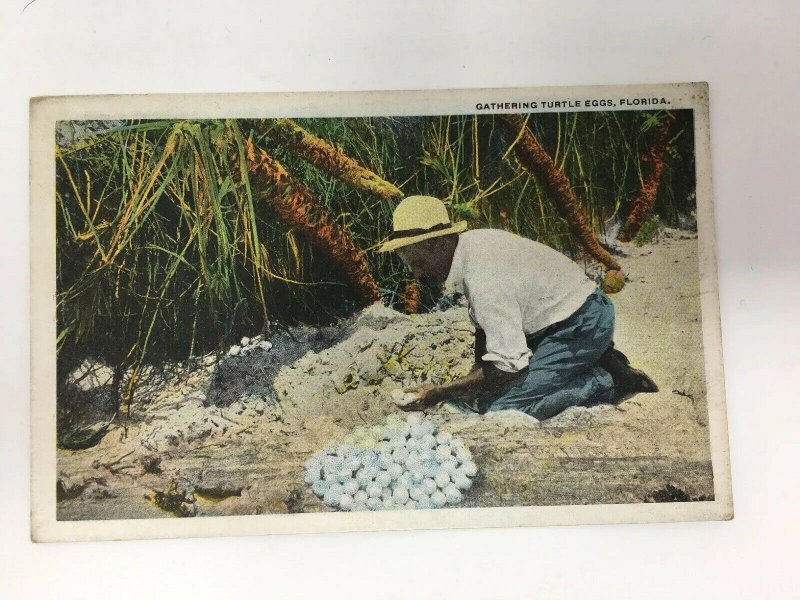 Gathering Turtle Eggs Florida Postcard