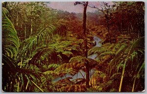 Honolulu Hawaii Territory 1950s Postcard Fern Forest