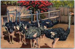 VINTAGE POSTCARD SCENE AT CASPER'S OSTRICH & ALLIGATOR FARM ST.AUGUSTINE FLORIDA