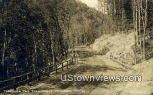 Real Photo, Tall Trees - Mohawk Trail, Maine ME  