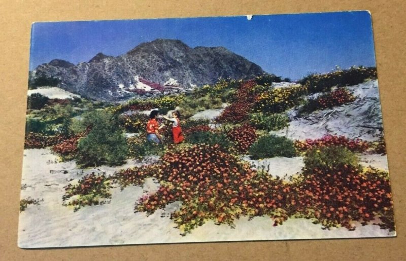 VINTAGE UNUSED POSTCARD WILD FLOWERS ON THE DESERT