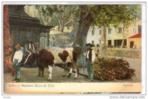 Corca De Bois, Cattle, Madeira, Portugal, 1900-1910s