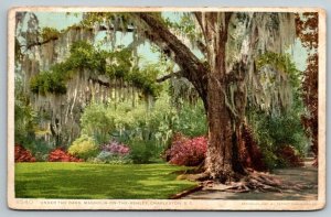 1910  Magnolia-on-the-Ashley   Charleston  South Carolina  Postcard