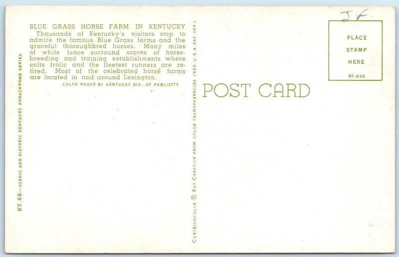 1955 Near Lexington, KY Blue Grass Horse Farm Cute Girl White Picket Fence A239