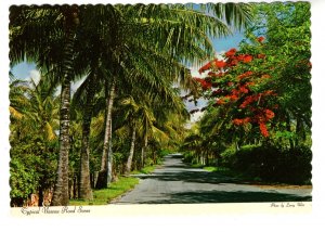 Typical Nassau Road Scene, Bahamas