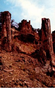 Yellowstone National Park Petrified Tree Stumps Specimen Ridge