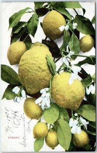 c1910s Pub. Los Angeles, CA Lemons Tree Flower Close Up Undivided Back PC A322