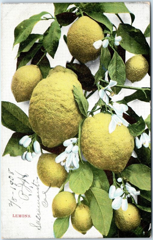 c1910s Pub. Los Angeles, CA Lemons Tree Flower Close Up Undivided Back PC A322