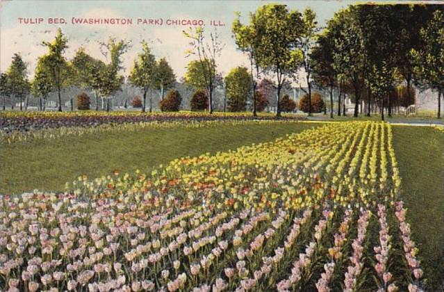 Illinois Chicago Tulip Bed In Washington Park 1909