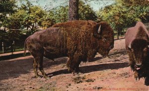 Vintage Postcard 1907 Buffalo Belle Isle Zoo Tourist Attraction Detroit Michigan