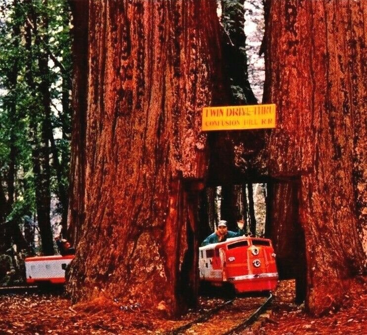 Twin Drive Thru Tree, Giant Sequoia Confusion Hill Railroad, Redwoods California