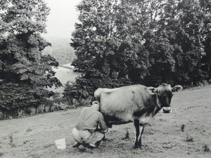 Milking a Cow the old Way on a Farm at Beaford Devon 1985  Vintage Postcard