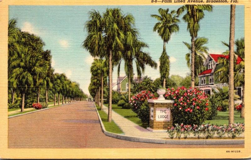 Florida Bradenton Beautiful Palm Lined Avenue 1955 Curteich