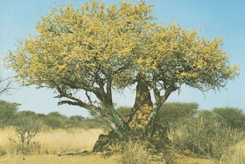 Termite Insect Hill by Bush at Namibia Africa Postcard