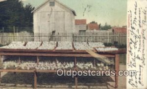 Brooder on Chicken Ranch Farming 1907 