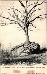 Tucks 2134 Tree Growing from Rock Cheshire Road Waterbury CT UDB Postcard M75