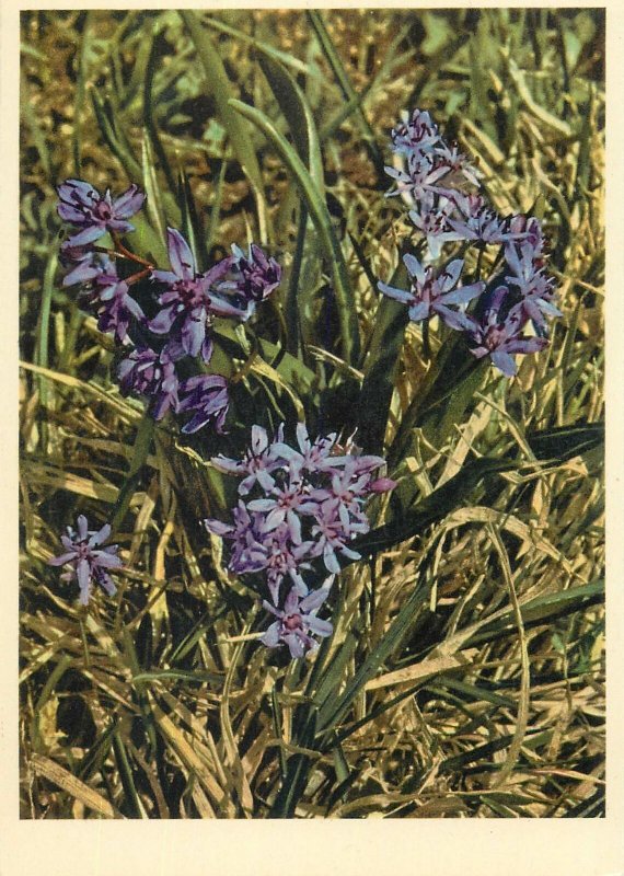 Postcard flowers liliaceae scilla bifolia