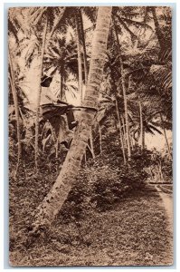 c1940's Cacao Nut Picker Photo Trinidad and Tobago Unposted Antique Postcard 