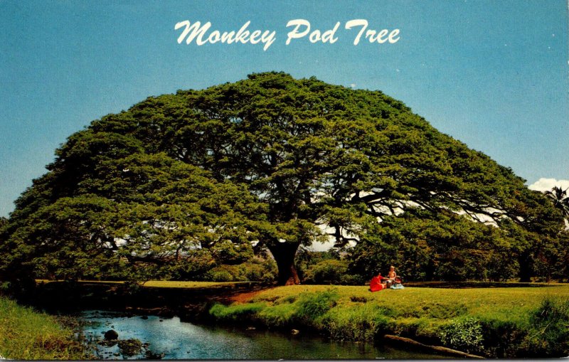 Hawaii Hawaiian Monkey Pod Tree 1968