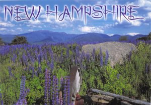 US13 USA New Hampshire 2015 Lupine Sugar Hill