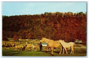 c1960's Palomino Horses And Colts North Of Allentown Schnecksville PA Postcard