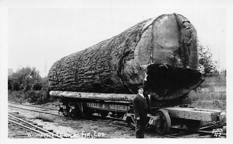 Washington Douglas Fir Log Real Photo Unused 