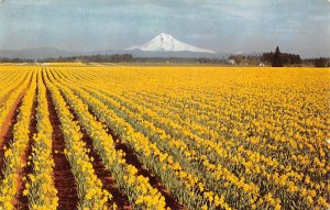 Daffodil, Tulip, Gladioli Farms Misc , Oregon OR